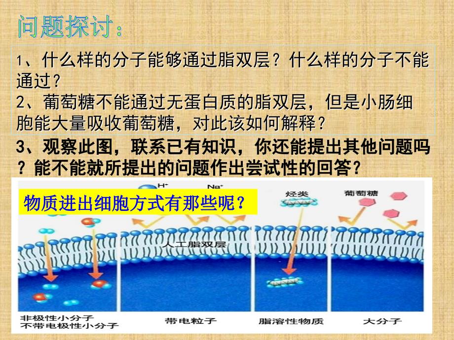 物质跨膜运输的方式(课件).ppt_第3页