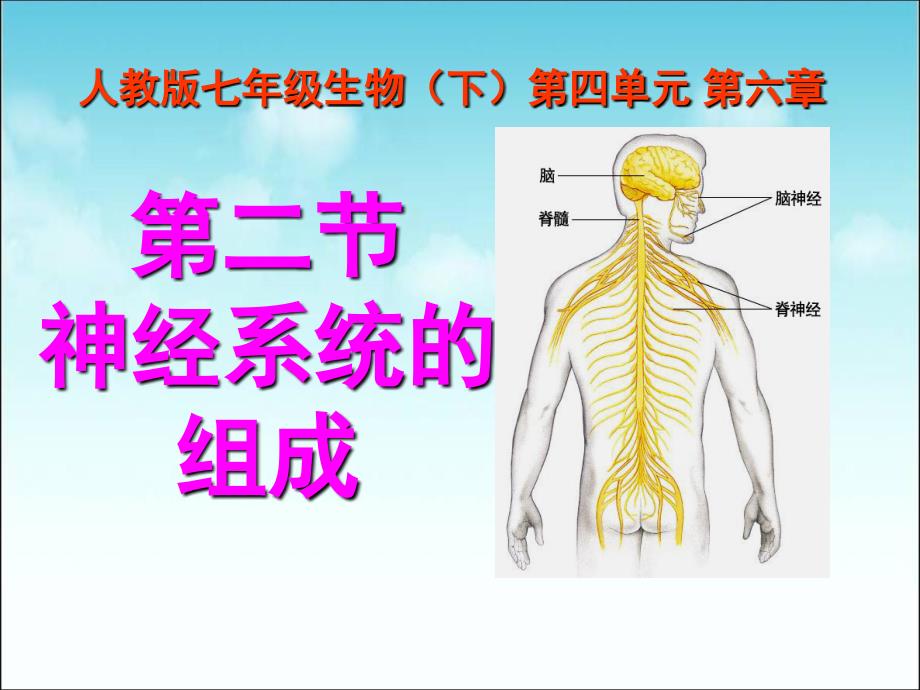 人教版七年级下册生物新第六章人体生命活动的调节第二节神经系统的组成_第1页