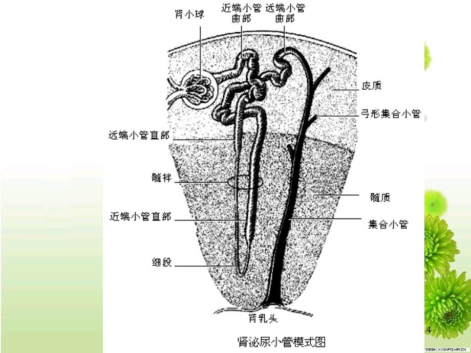 泌尿系统微细结构课件_第4页