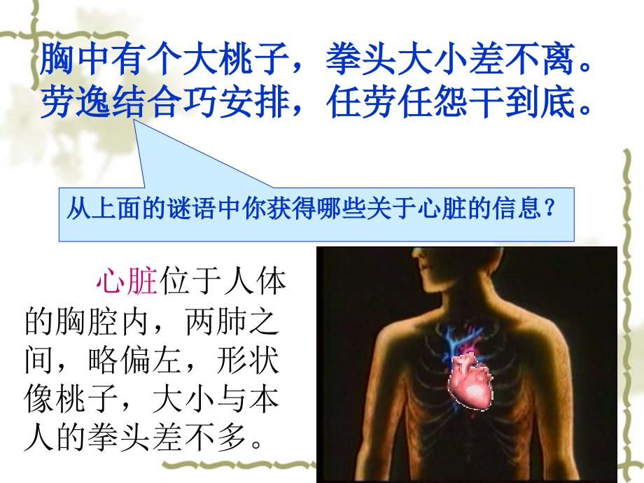 苏教版科学五上《心脏和血液循环》PPT课件3.ppt_第2页