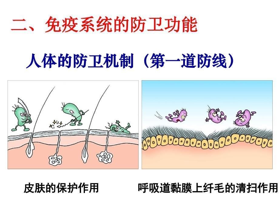 免疫调节课件(人教版.ppt_第5页