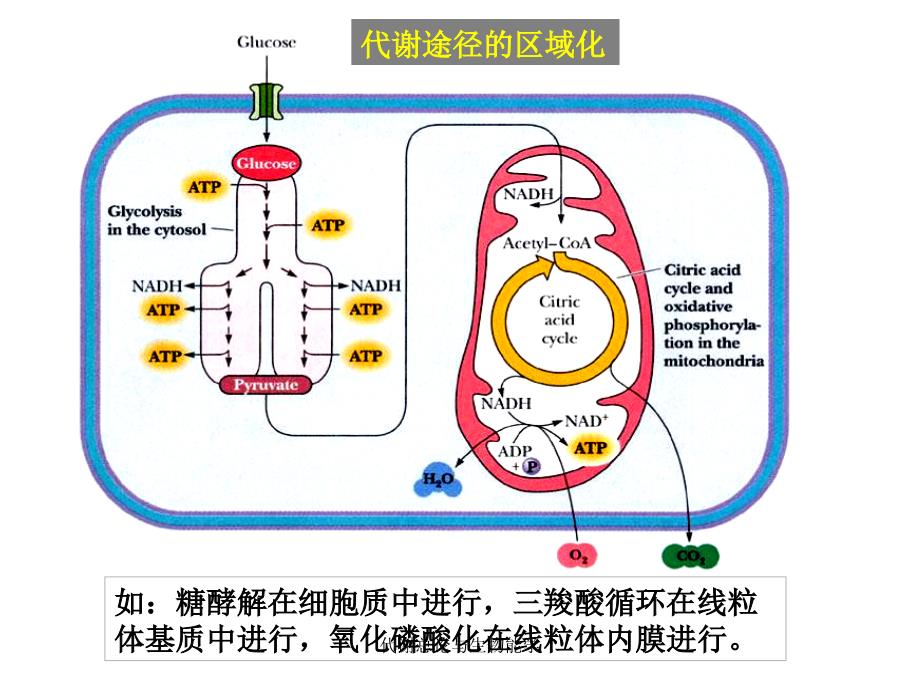 代谢总论与生物能学课件_第4页