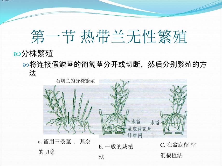 第三章热带兰的繁殖_第3页