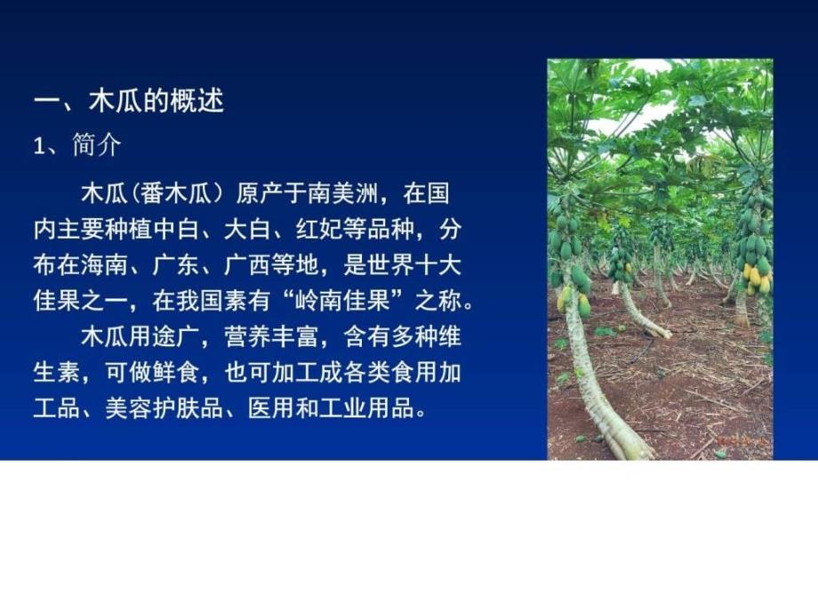 木瓜茎基腐病及其防治方案图文.ppt_第3页