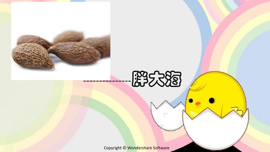 胖大海课件.ppt_第3页