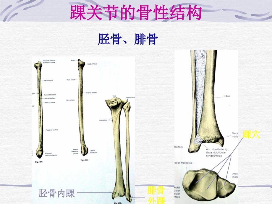 踝部损伤及功能康复_第3页