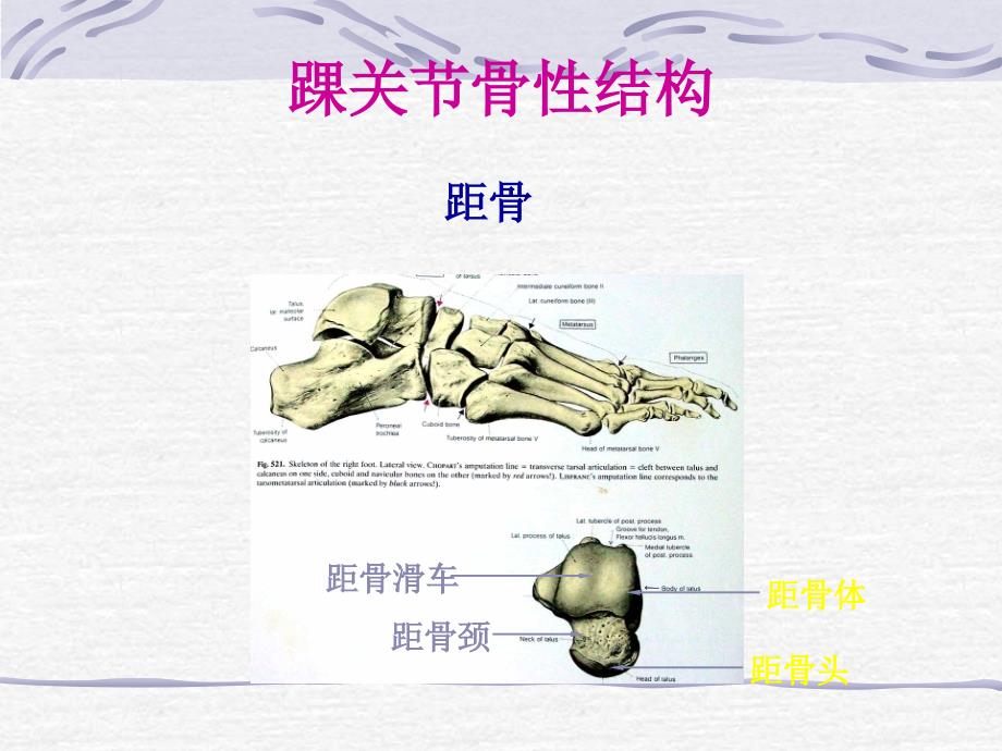 踝部损伤及功能康复_第4页