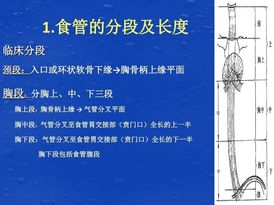 食管癌护理查房课件_第5页