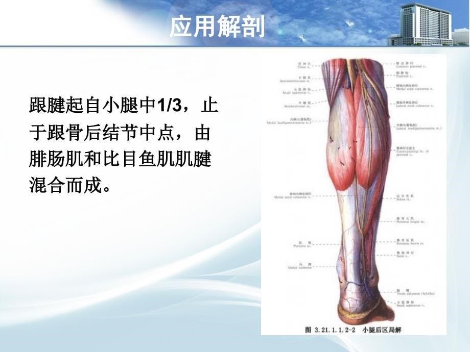 陈旧性跟腱断裂_第5页