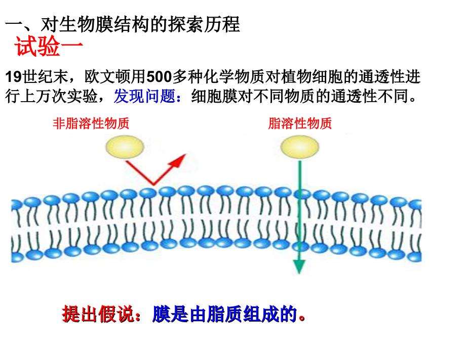 4.2 生物膜的流动镶嵌模型_第4页