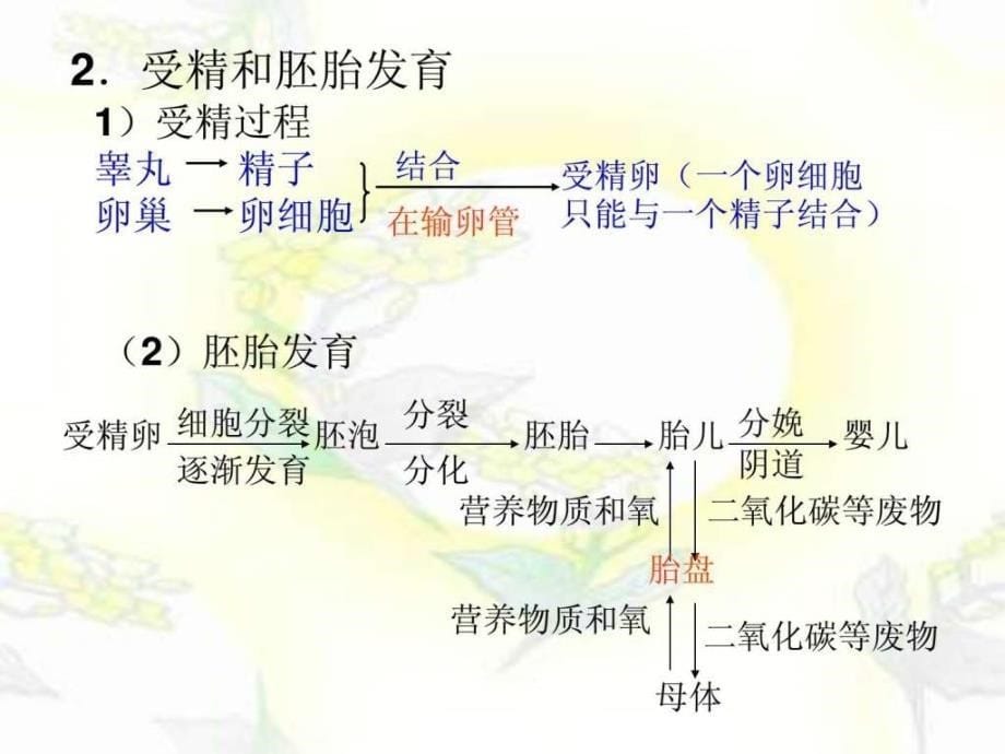 人教版七年级下册生物总复习课件_第5页