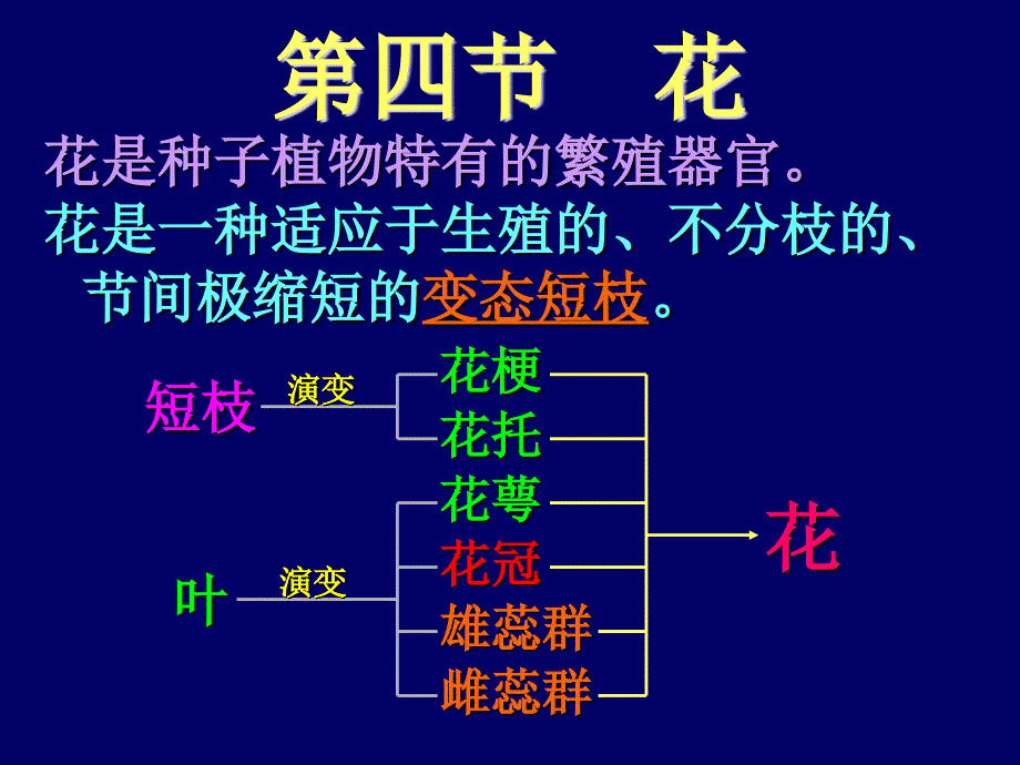 潘晓军《药用植物学》第四节花_第1页