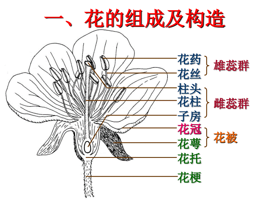 潘晓军《药用植物学》第四节花_第2页