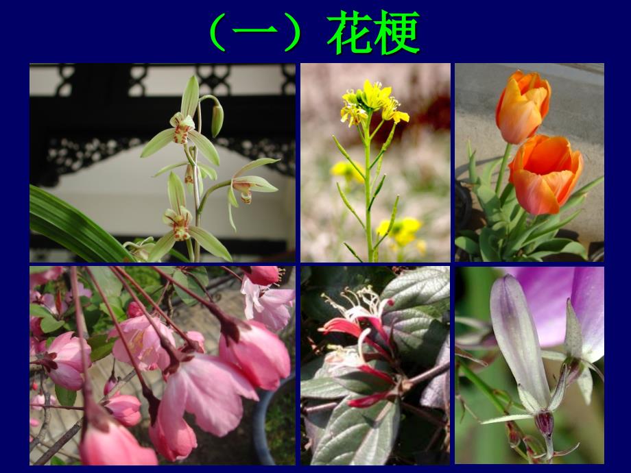 潘晓军《药用植物学》第四节花_第3页