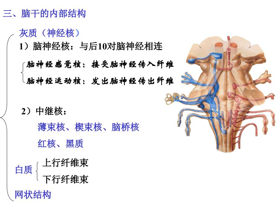 人体解剖学：15脑干-内部结构-四种核团-张宇新_第2页