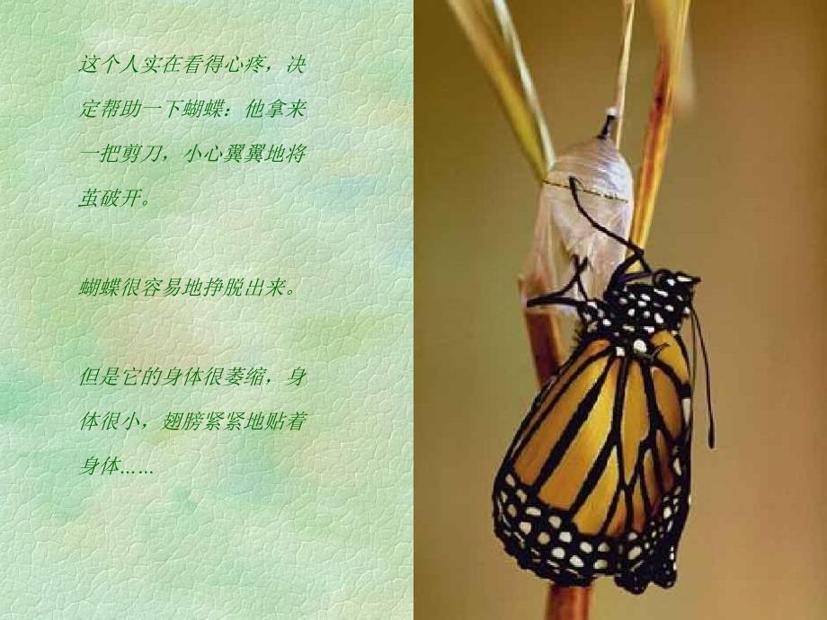 蝴蝶的故事(寓言故事).ppt_第3页