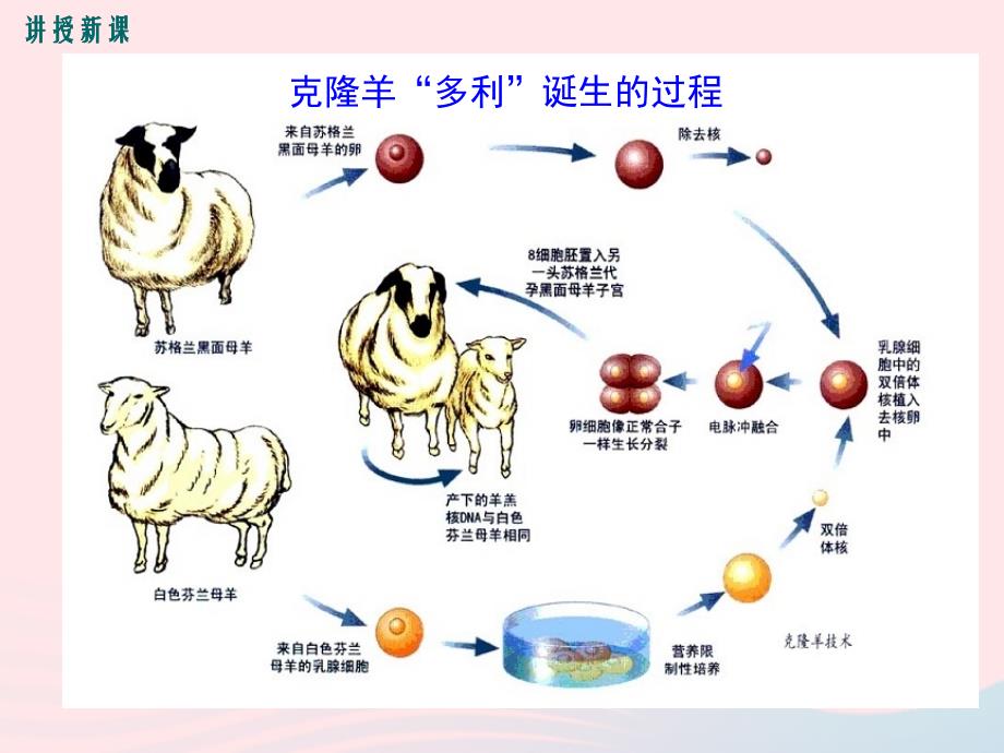 最新八年级生物上册第第2节性状遗传的物质基础_第4页