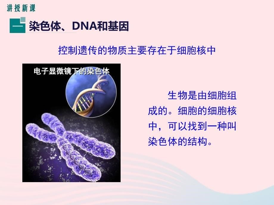 最新八年级生物上册第第2节性状遗传的物质基础_第5页