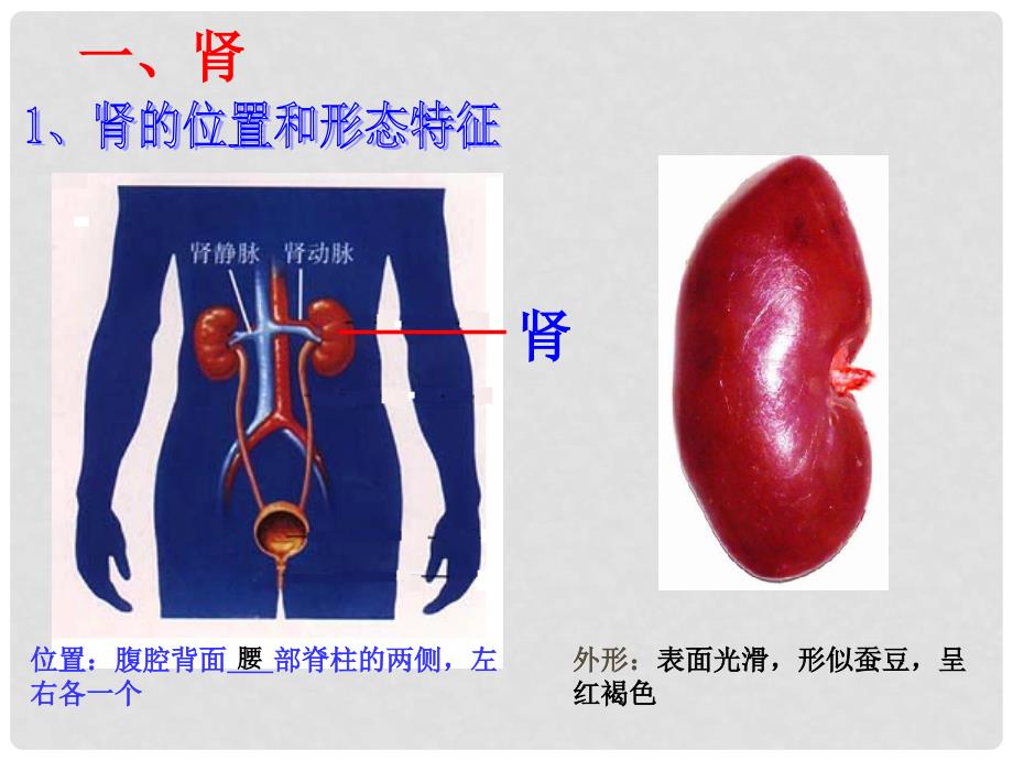 七年级生物下册 第一节 尿的形成与排出课件 济南版_第3页