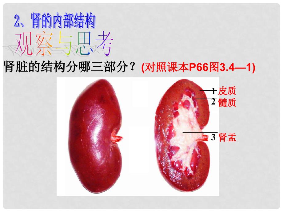 七年级生物下册 第一节 尿的形成与排出课件 济南版_第4页