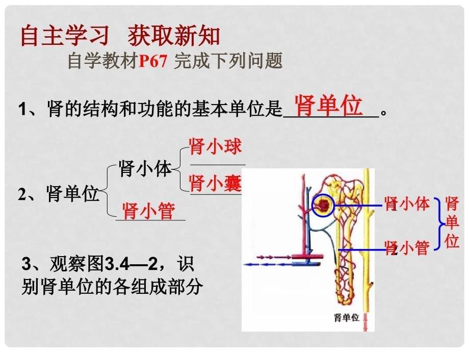 七年级生物下册 第一节 尿的形成与排出课件 济南版_第5页