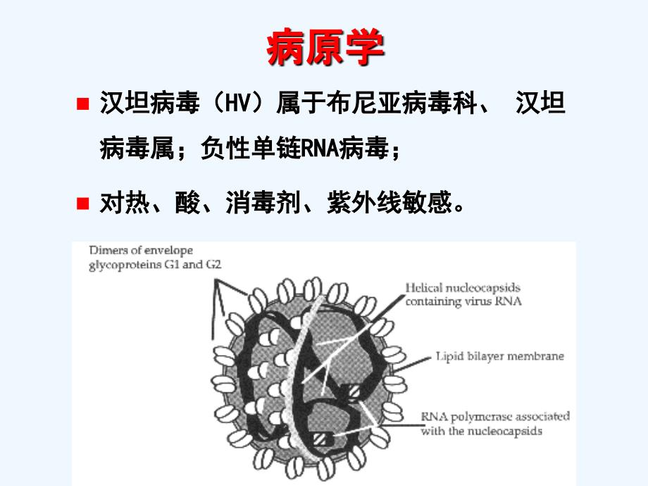 肾综合征出血热_第3页