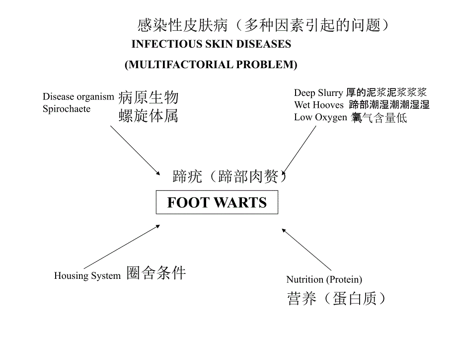 奶牛营养与代谢病.ppt_第2页