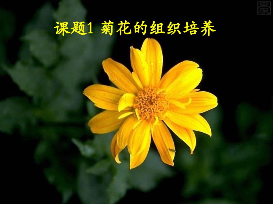 人教版教学课件菊花的组织培养课件_第1页