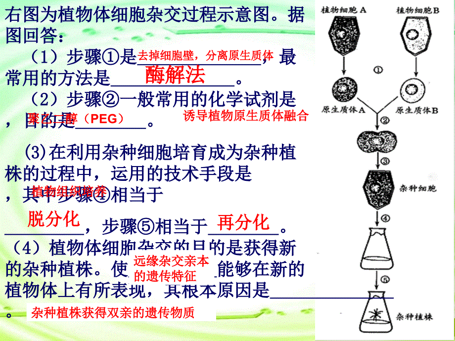 人教版教学课件菊花的组织培养课件_第2页