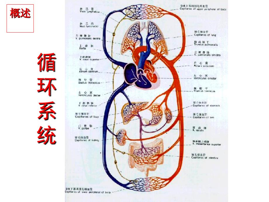 病理生理第15章心力衰竭_第3页