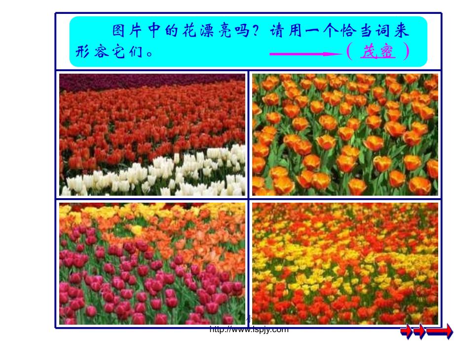 《茂密的花》ppt课件.ppt_第1页