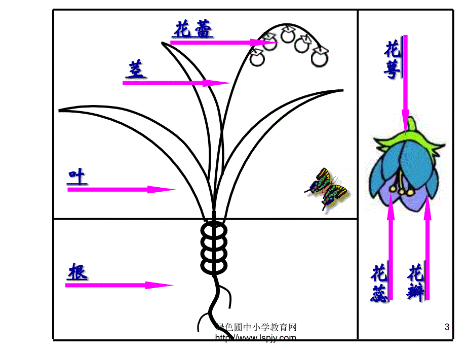 《茂密的花》ppt课件.ppt_第3页