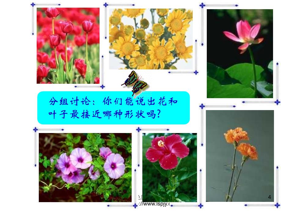 《茂密的花》ppt课件.ppt_第4页