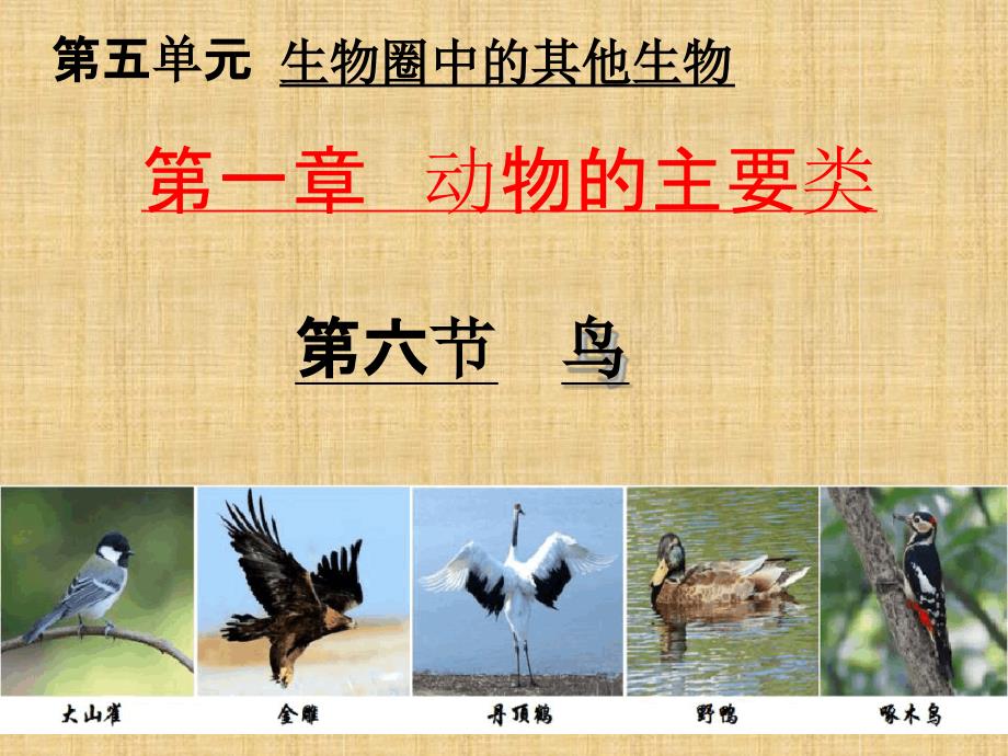 初中八年级生物上册516鸟名师优质课件2新版新人教版_第4页