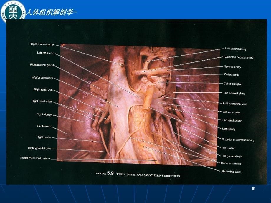 人体组织解剖学课件：第七章 泌尿系统 (2)_第5页