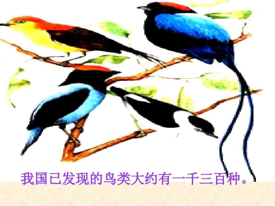 北师大版数学二年级下册《数一数》课件_第5页