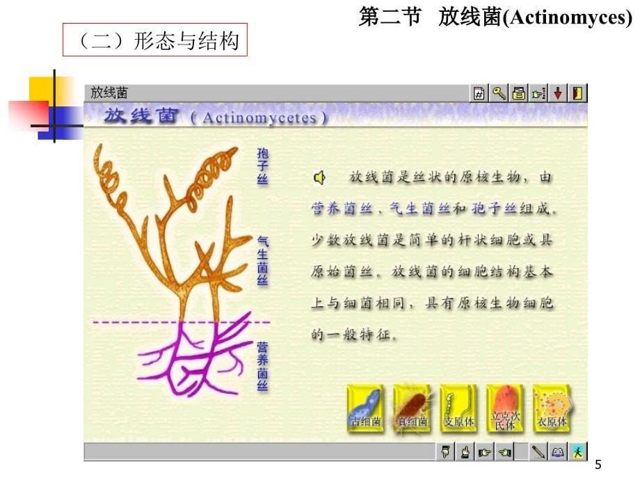 环境工程微生物学第二章原核微生物3_第5页