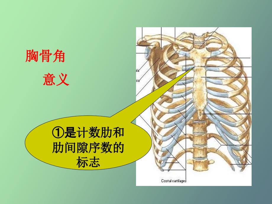 胸部体格检查_第4页