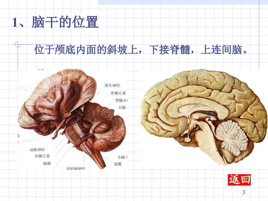 脑干和脑神经_第3页