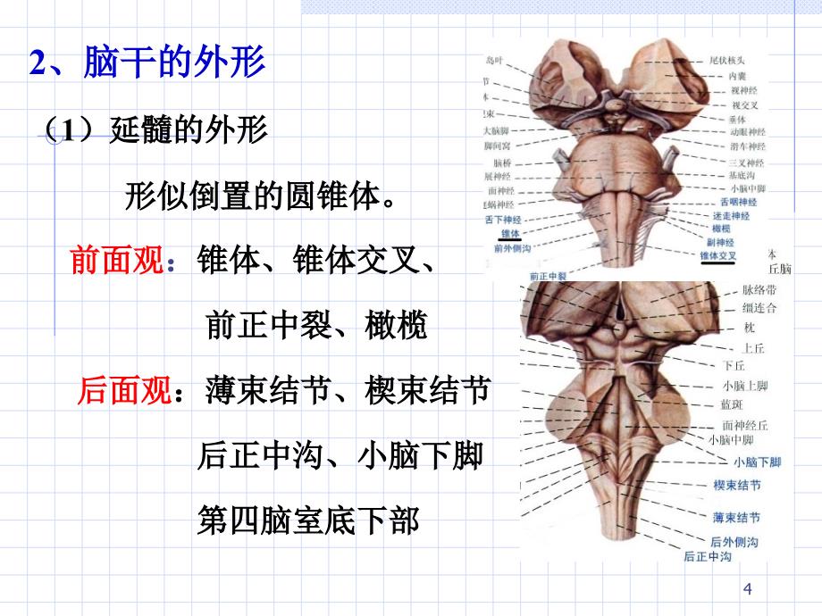 脑干和脑神经_第4页