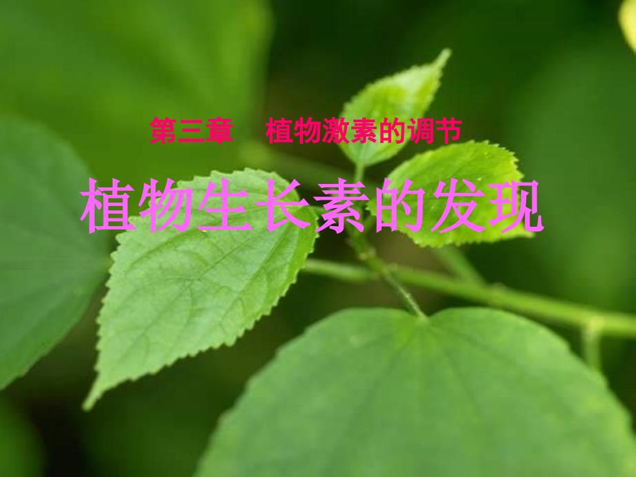 《植物生长素发现》PPT课件_第1页