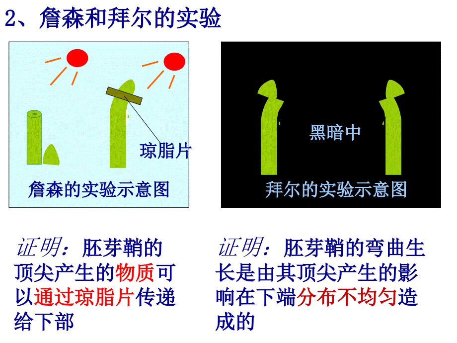 《植物生长素发现》PPT课件_第4页