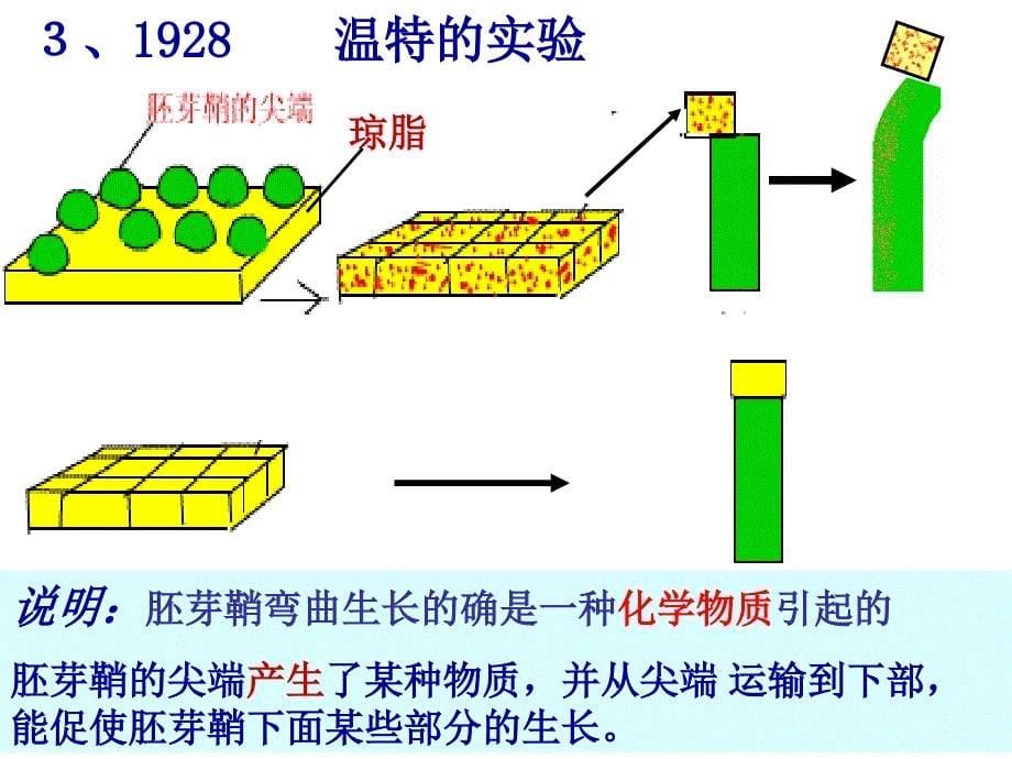 《植物生长素发现》PPT课件_第5页