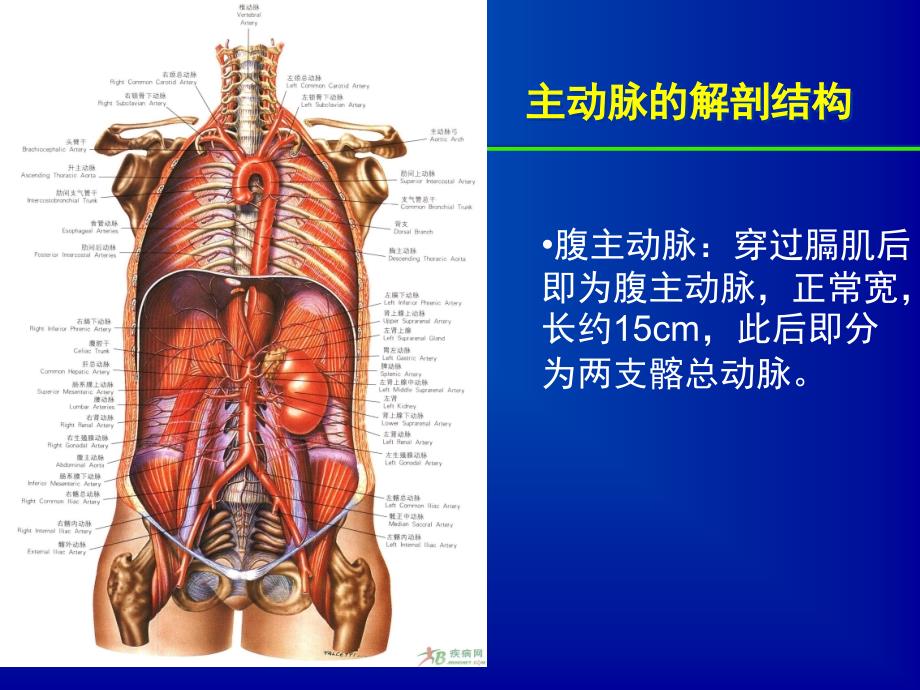 《主动脉夹层》PPT课件_第4页