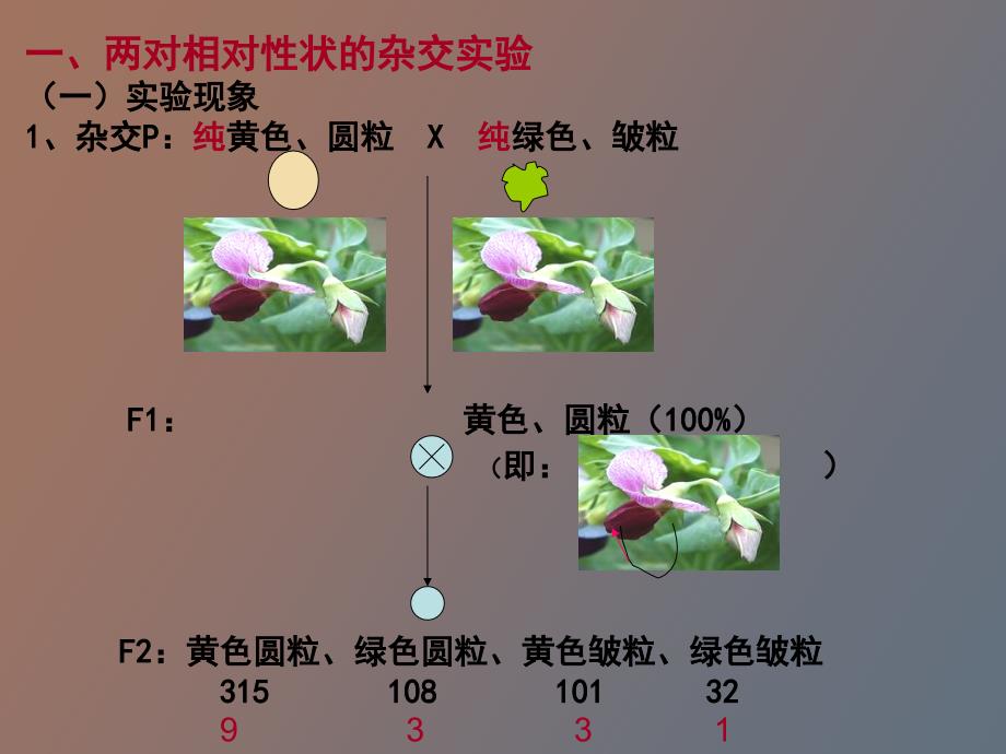 基因自由组合_第2页