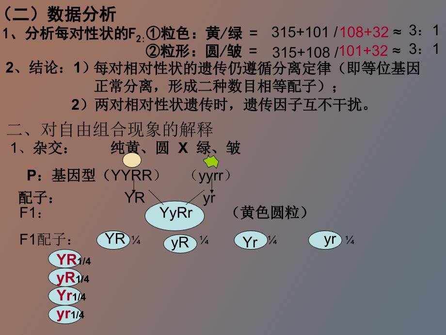 基因自由组合_第3页