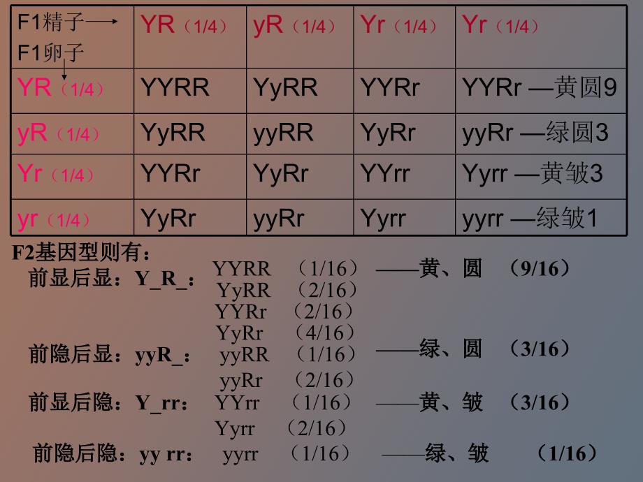 基因自由组合_第4页