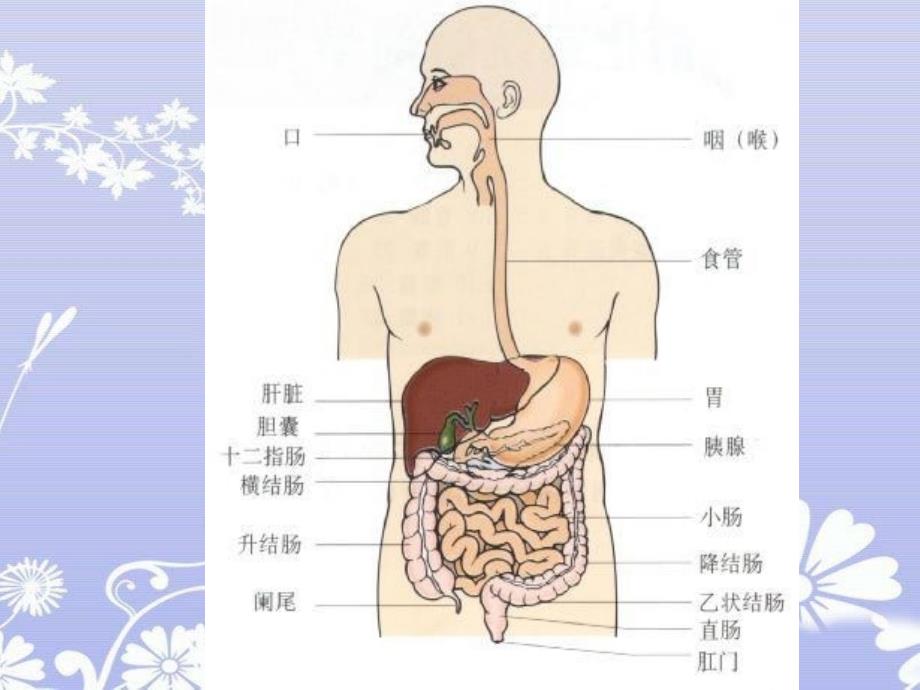 消化道出血教学查房_第2页