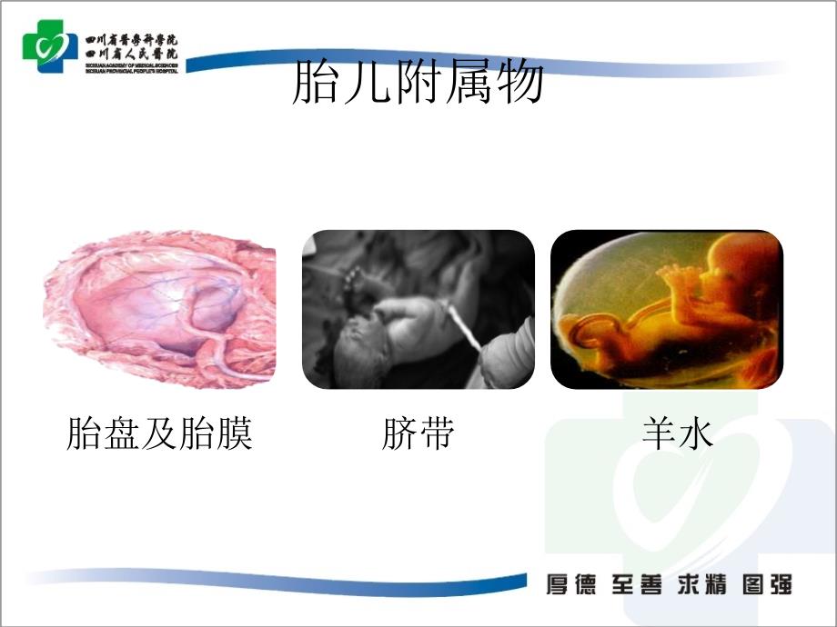 胎儿附属物超声 ppt课件_第2页