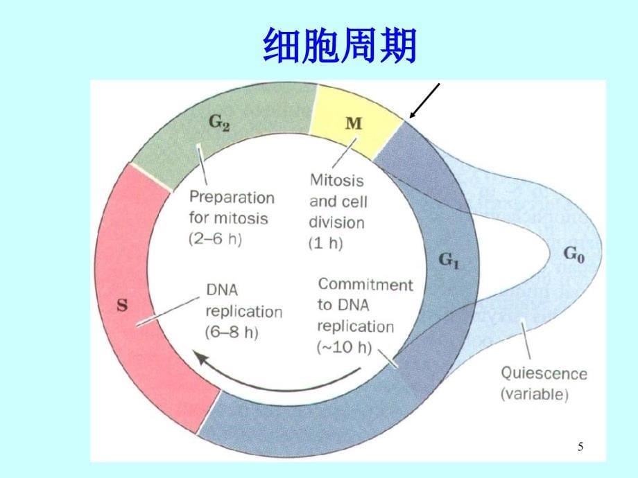 细胞增殖及其调控_第5页